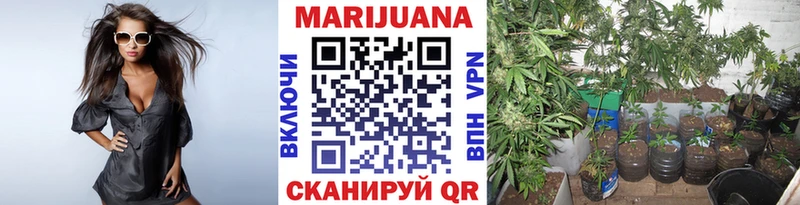 где можно купить наркотик  Заинск  Канабис сатива 